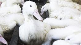 Farmed duck in open water source © Andrew Forsyth/RSPCA Photolibrary