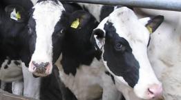 Holstein dairy cattles © RSPCA Farm Animals Department