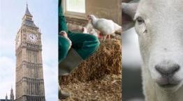 We work in many different ways to help farm animals © RSPCA Photolibrary