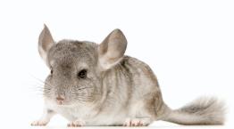 Chinchilla © GlobalP / iStockphoto