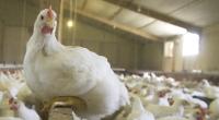 Freedom Food Indoor Reared Meat Chickens © Andrew Forsyth/RSPCA Photolibrary