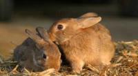 A pair of brown rabbits © iStockphoto