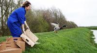 Wildlife assistant releasing duck by river. © Andrew Forsyth/RSPCA Photolibrary