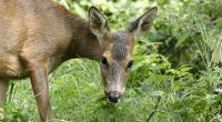 Female roe deer grazing. ©Andrew Forsyth/RSPCA Photolibrary