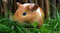 Brown and white guinea pig in a grassy enclosure © Fotolia / Meerschweinchen Gerritgr
