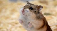 Hamster © iStockphoto