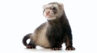 Young siamese sable ferret kit © iStockphoto