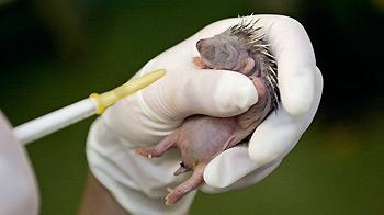 Wildlife assistant feeding hoglet with a syringe. © Joe Murphy/RSPCA Photolibrary