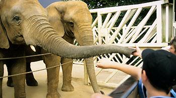 People feeding two captive adults at Colchester Zoo. © Andrew Forsyth/RSPCA Photolibrary