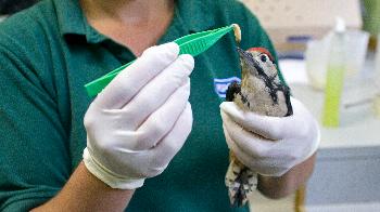 Juvenile lesser spotted woodpecker being fed grubs at West Hatch Wildlife Centre. © Joe Murphy/RSPCA