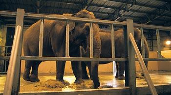 Two Indian elephants feeding in indoor housing at a zoo © Andrew Forsyth / RSPCA Photolibrary