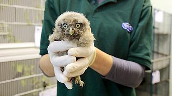 RSPCA wildlife assistant holding a juvenile Little Owl © Joe Murphy / RSPCA Photolibrary