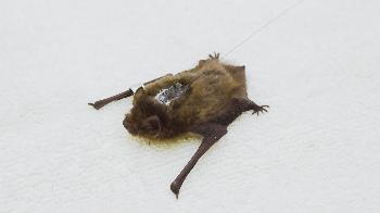 Pipistrelle bat tagged with radio transmitter for tracking after release. © Andrew Forsyth/RSPCA