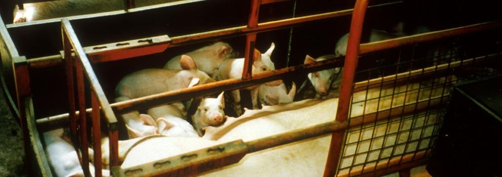 a sow feeding piglets in a farrowing crate