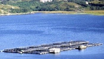 farmed salmon in a scottish loch © Andrew Forsyth/RSPCA