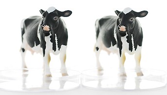 cloning illustration - two toy cows in petri dishes © Andrew Forsyth / RSPCA
