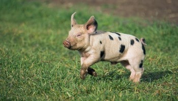 A piglet frolicking © RSPCA