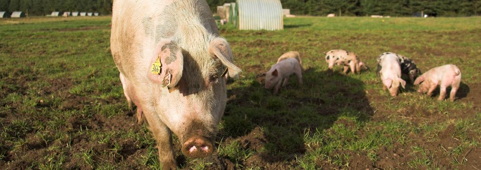 sow with piglets on grass © RSPCA