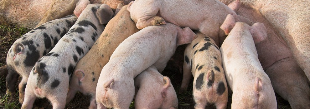 Pig Farming in the UK - Farrowing Systems | RSPCA