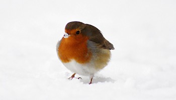 Helping Wildlife in Winter | RSPCA Helping Wildlife in Winter | RSPCA