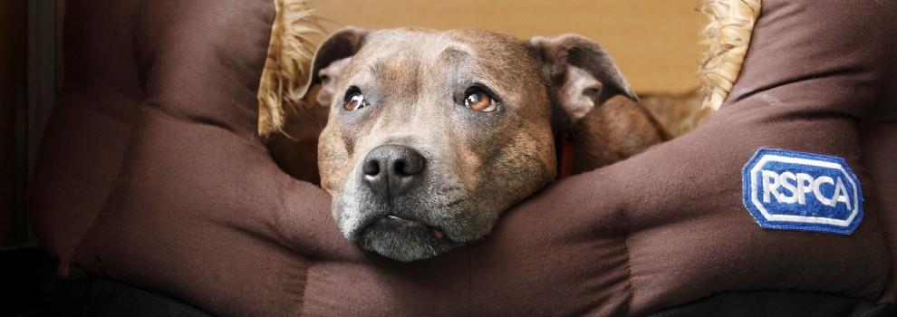 staffordshire bull terrier dog lying in RSPCA branded dog bed
