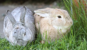 Rabbits in RSPCA care
