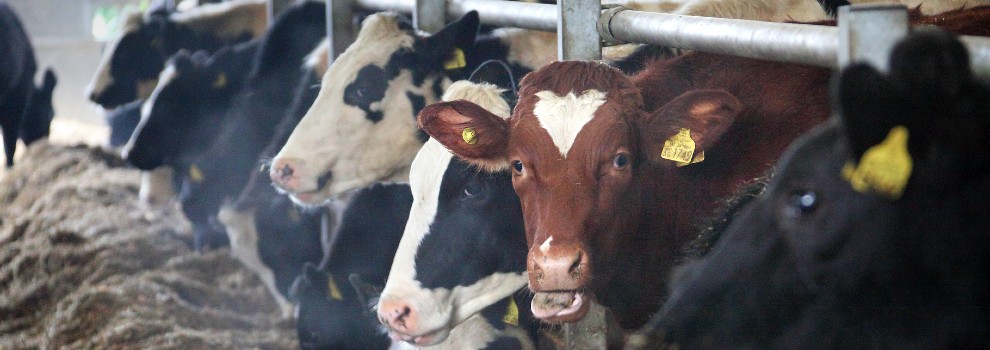 Dairy Cow Welfare - What We're Doing | RSPCA Dairy Cow Welfare - What We're Doing | RSPCA