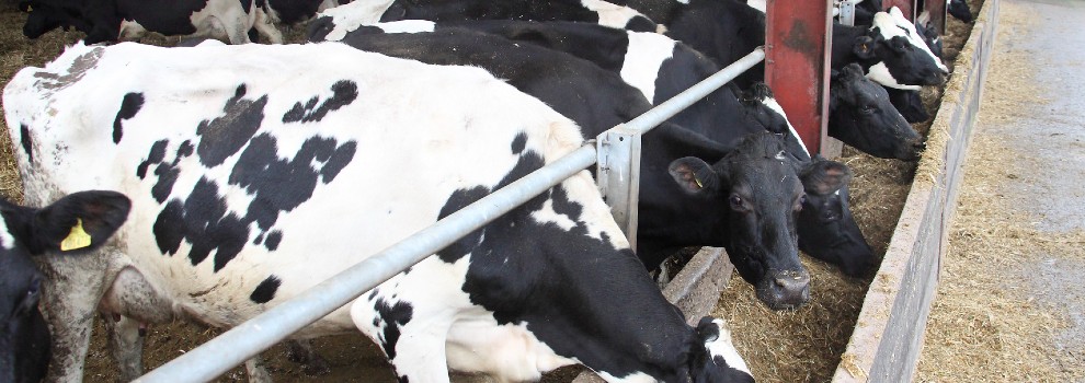 Dairy Cow Welfare - Main Issues | RSPCA