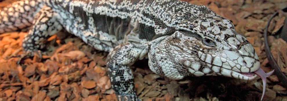 close-up of a single black and white tegu lizard © RSPCA