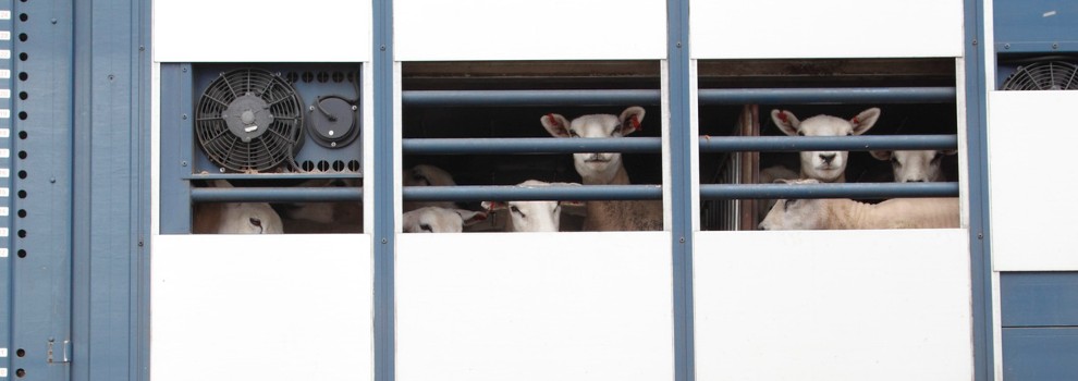 sheep in a trailer © RSPCA