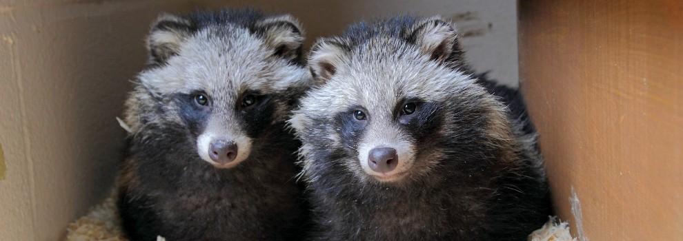 pair of raccoon dogs sheltering indoors