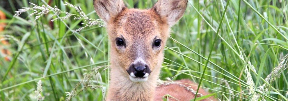 young roe deer standing in tall grass © RSPCA