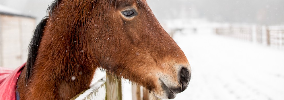 single adult horse wearing a rug in the snow © RSPCA