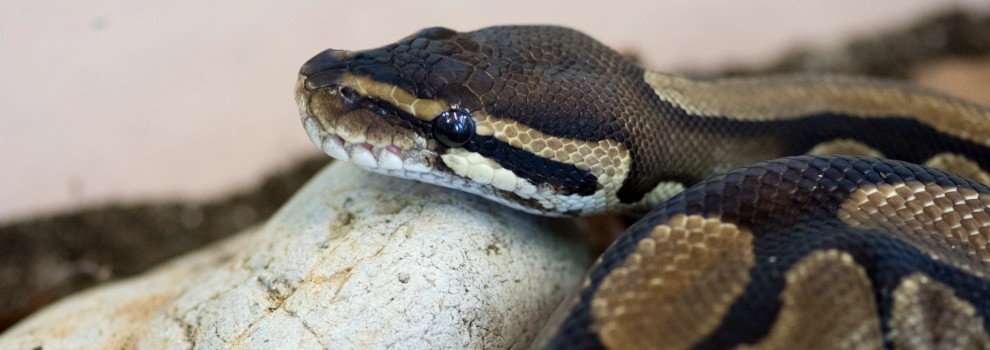 close-up of royal python snake resting on white rock inside an animal centre © RSPCA
