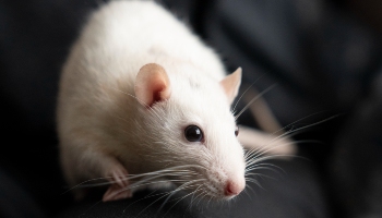 close-up of white rat