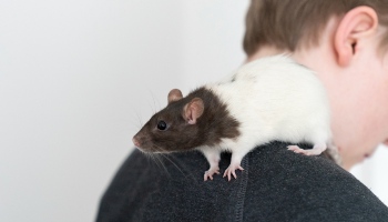 Rat Facts & Rat Information