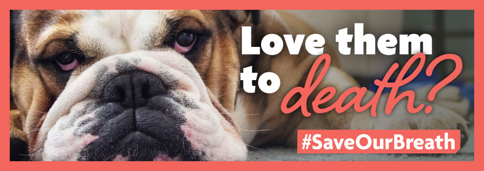 rspca crufts blog
