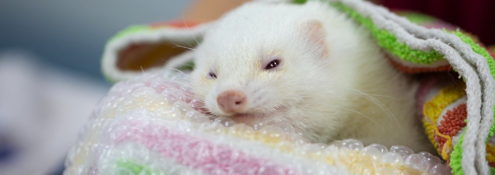 close-up of ferret wrapped in a blanket © RSPCA