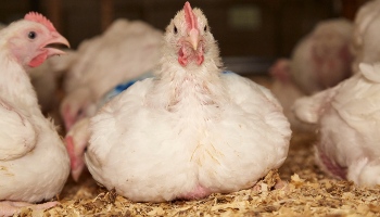 close-up of broiler chicken sitting © RSPCA