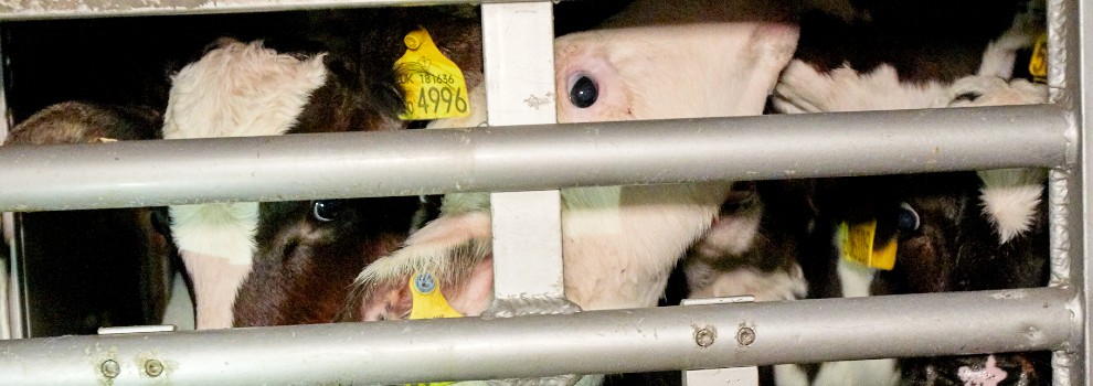 calves in truck for transport © RSPCA
