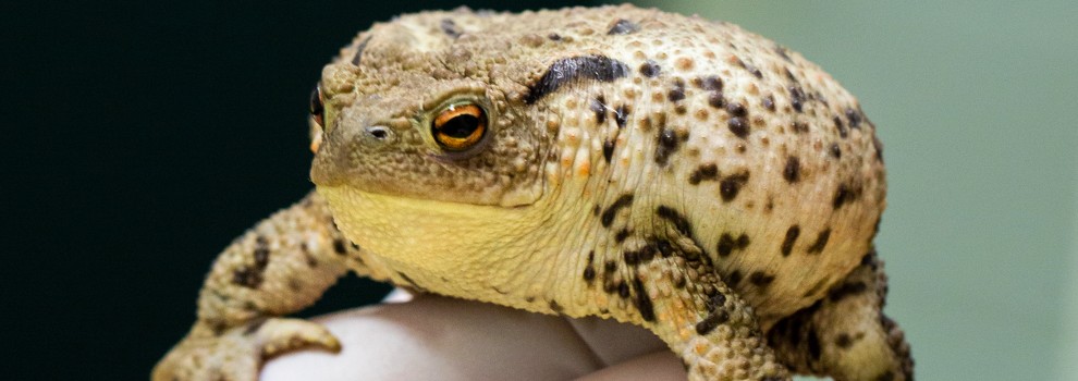 close-up of common toad held by gloved hand © RSPCA