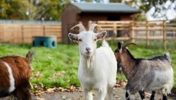 white goat standing in an outdoor pen