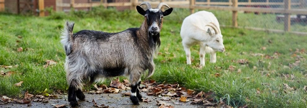 Two goats standing in a field