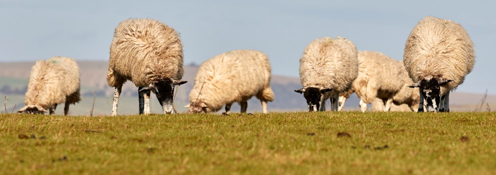 sheep in a field in sussex © RSPCA