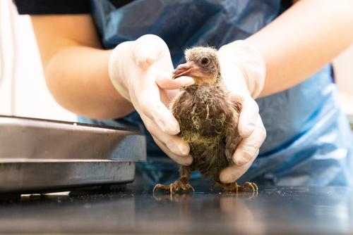 Injured pigeons | RSPCA - RSPCA - rspca.org.uk