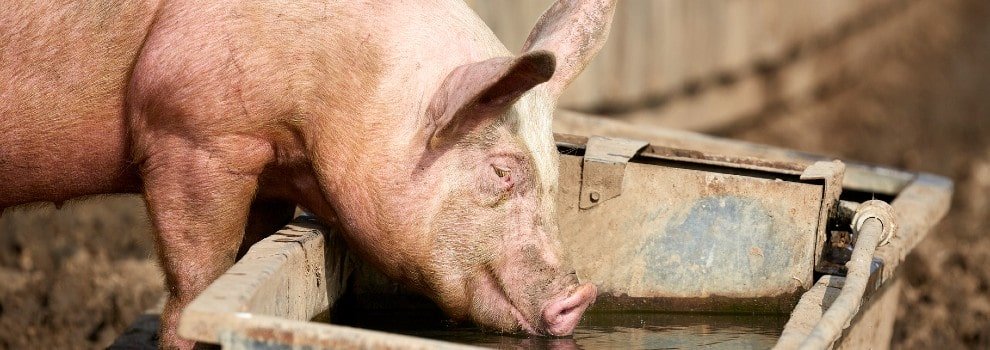 Pig Welfare - Facts About Pigs | RSPCA