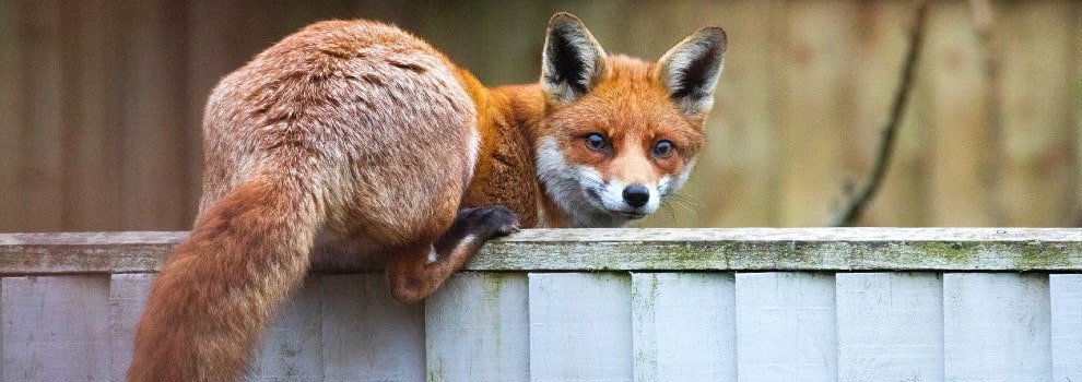 fox crouching low on fence © RSPCA