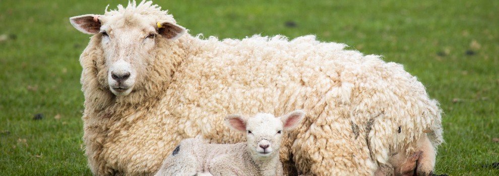 ewe in a field with her newborn lamb © RSPCA