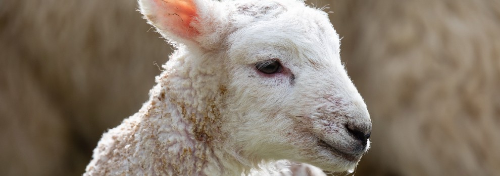 newborn lamb in field © RSPCA
