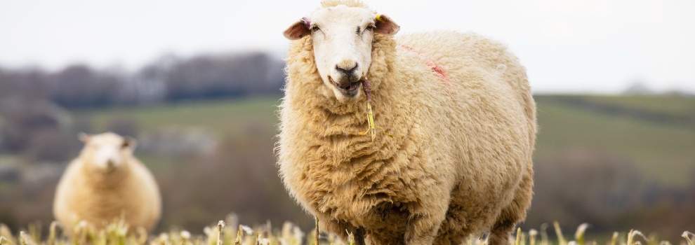 Sheep Welfare - Understanding Sheep Behaviour | RSPCA